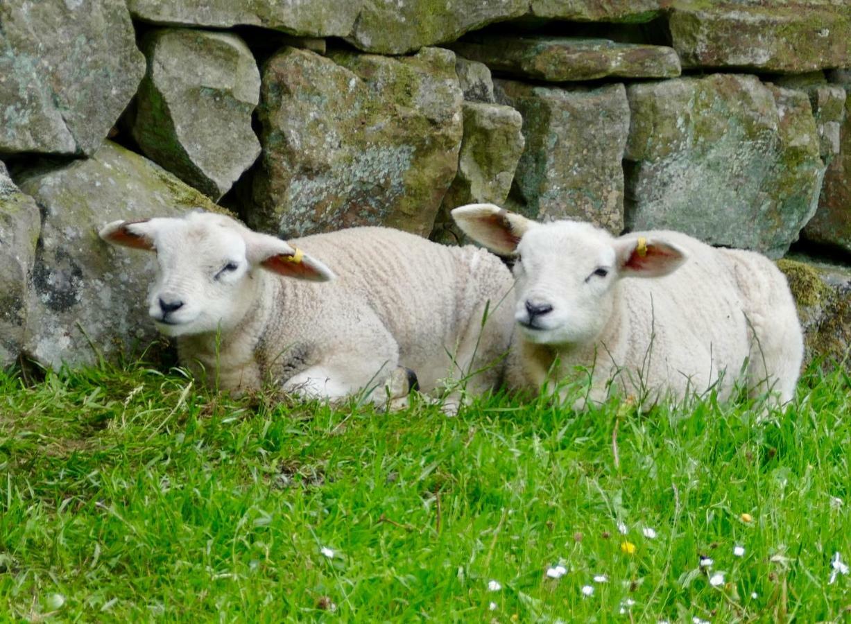 Heathergate Cottage Dartmoor Bnb Lydford Exterior photo